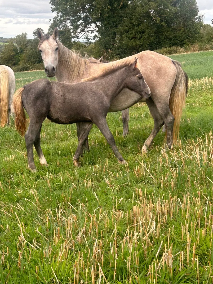 Mare and foals - Image 1