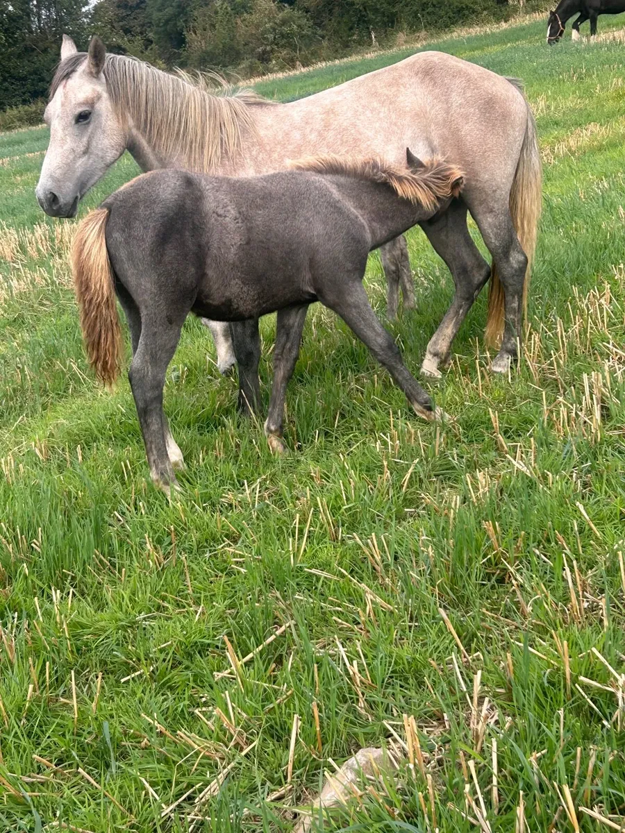 Mare and foals - Image 2