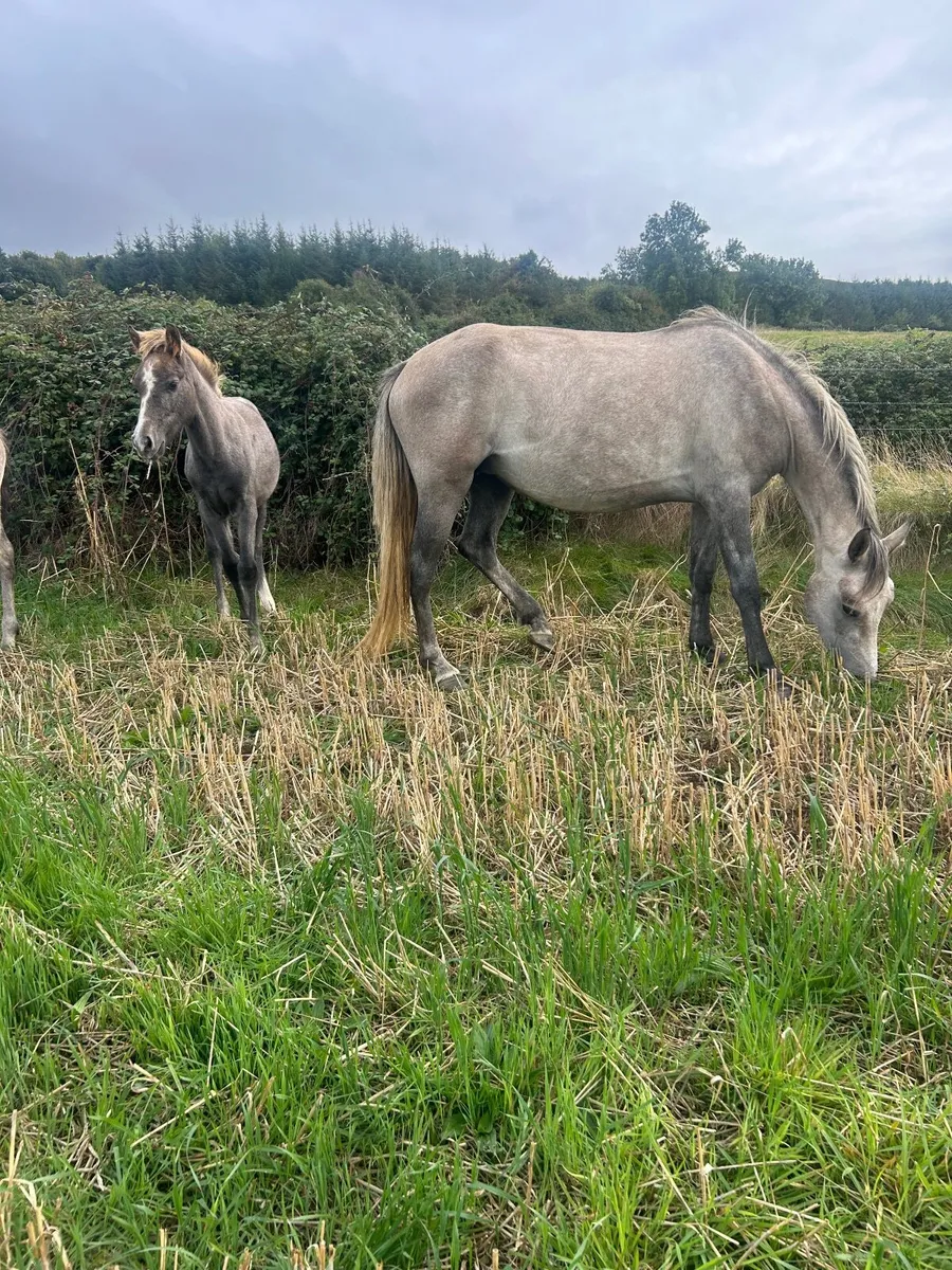 Mare and foals - Image 3