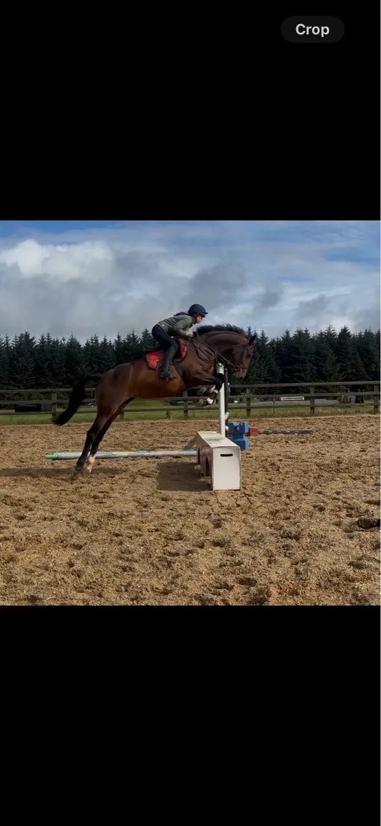 16.2 jumping bred mare - Image 1