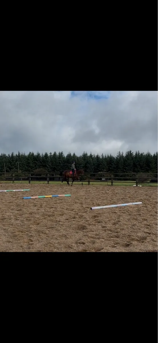 16.2 jumping bred mare - Image 4