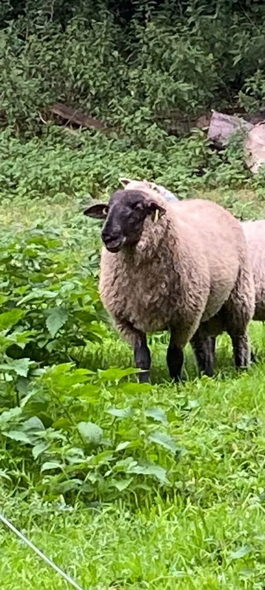 Suffolk ram lamb - Image 1