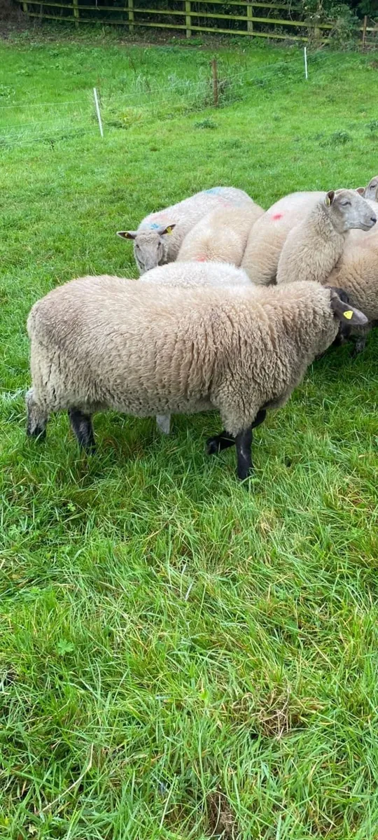 Suffolk ram lamb - Image 2