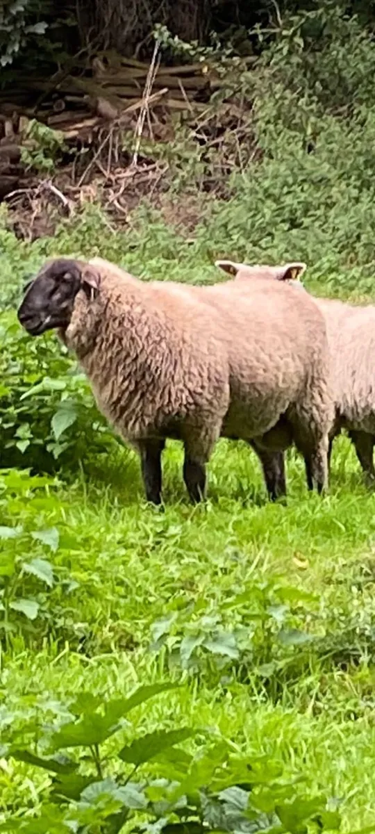 Suffolk ram lamb - Image 3