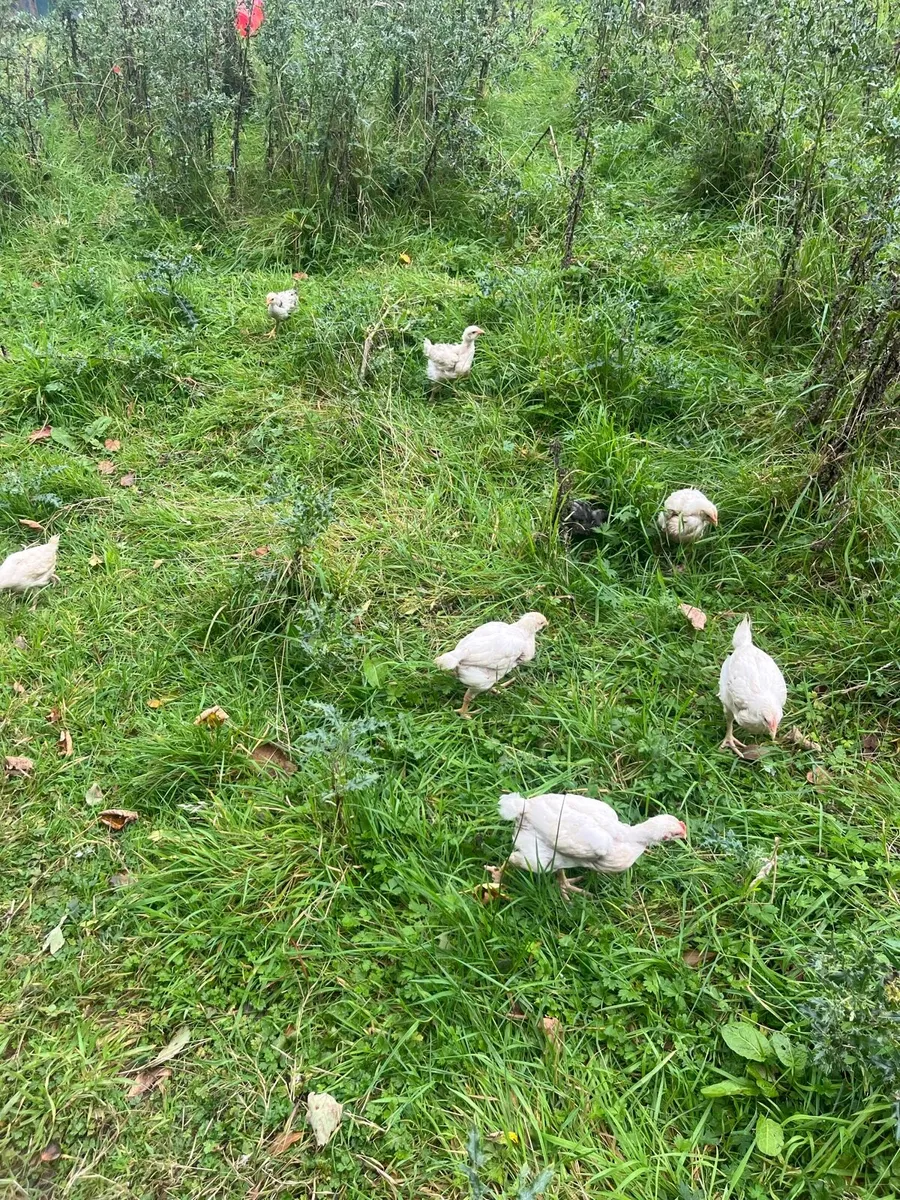 Chickens & ducks - Image 2