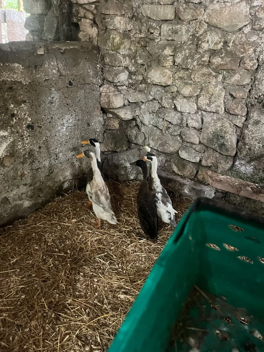 Chickens & ducks - Image 3