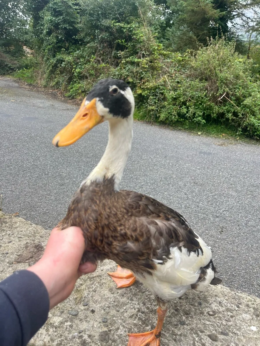 Ducks - Image 3