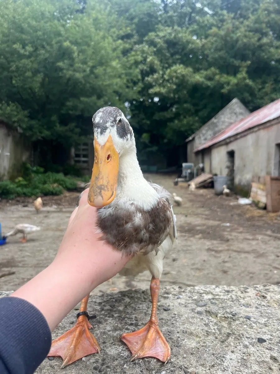 Ducks - Image 4