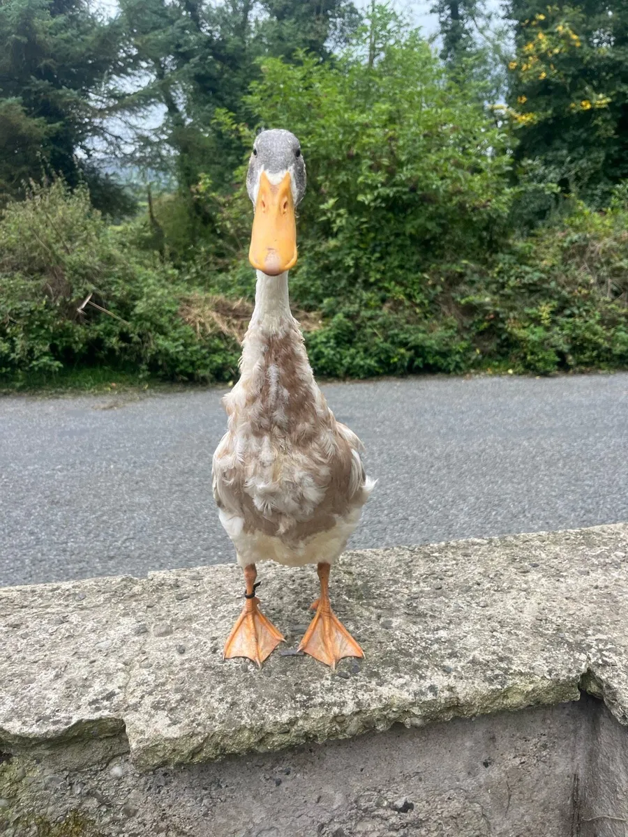 Ducks - Image 1