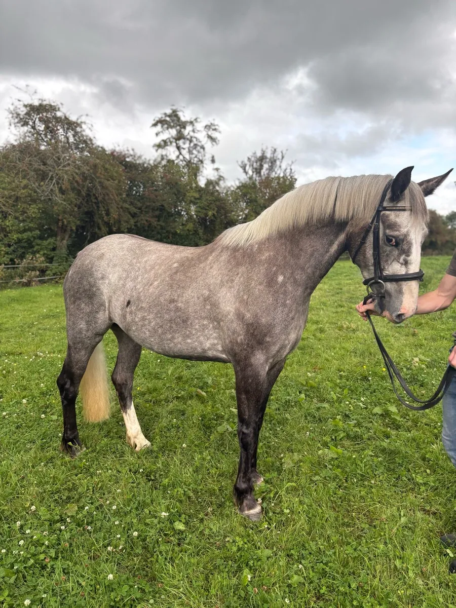 4yo RID MARE - Image 3