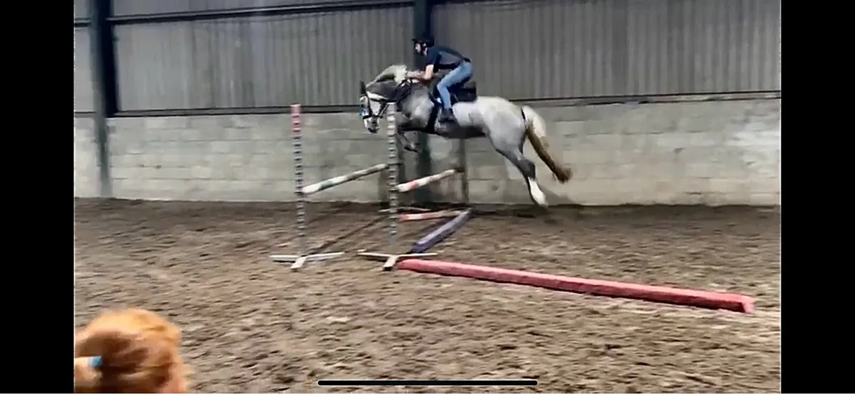 4yo RID MARE - Image 4