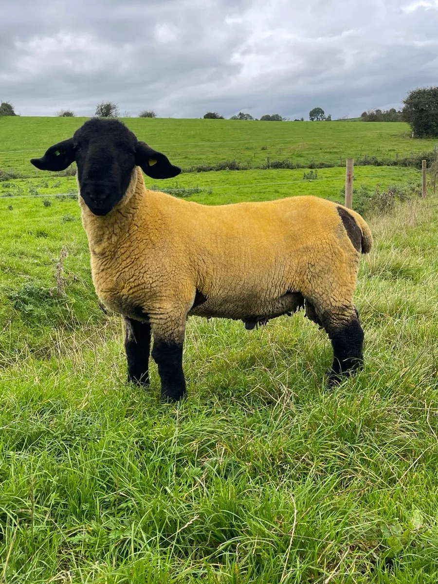 PBR Suffolk Ram Lamb - Image 1