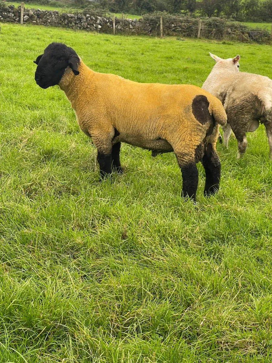 PBR Suffolk Ram Lamb - Image 3