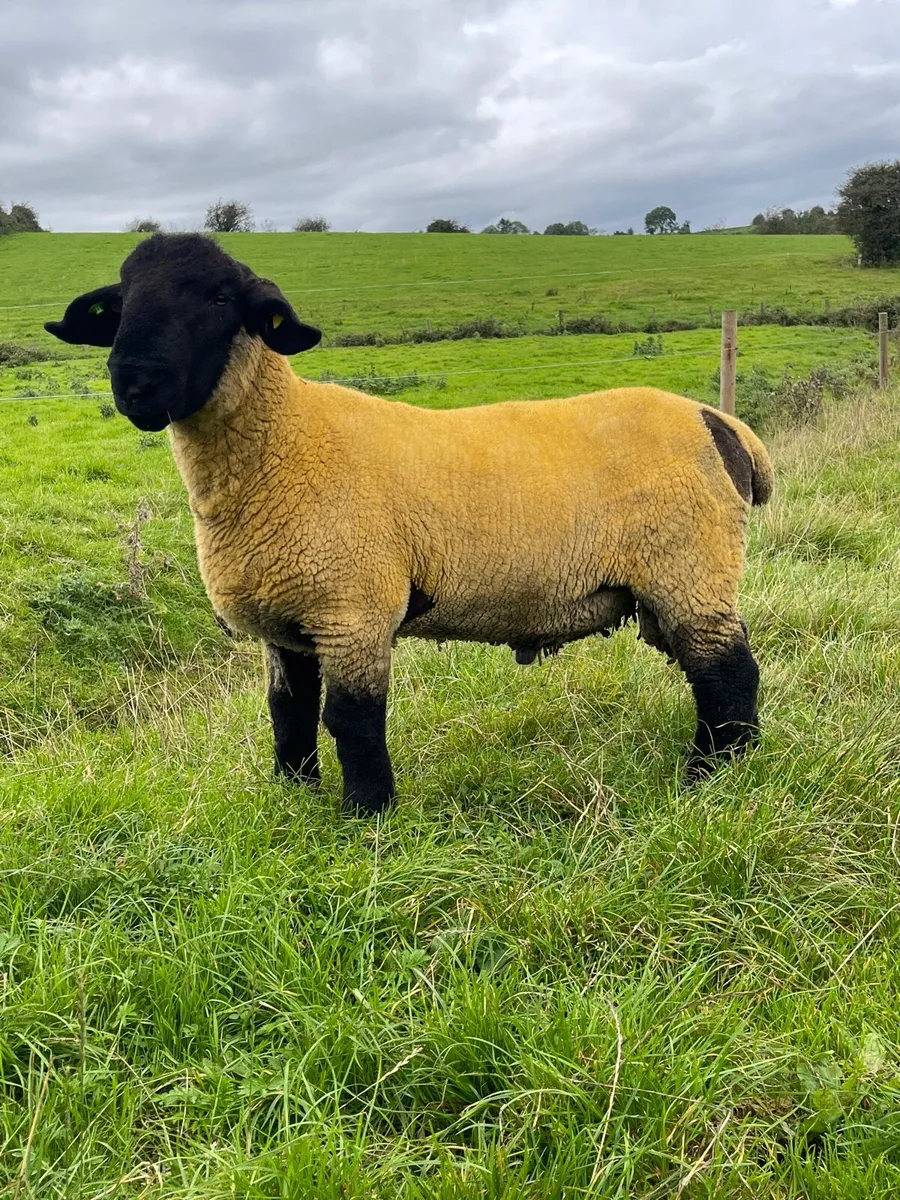 PBR Suffolk Ram Lamb - Image 4