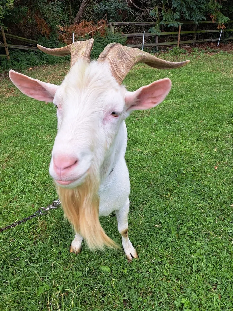 Saanen puck goat - Image 1