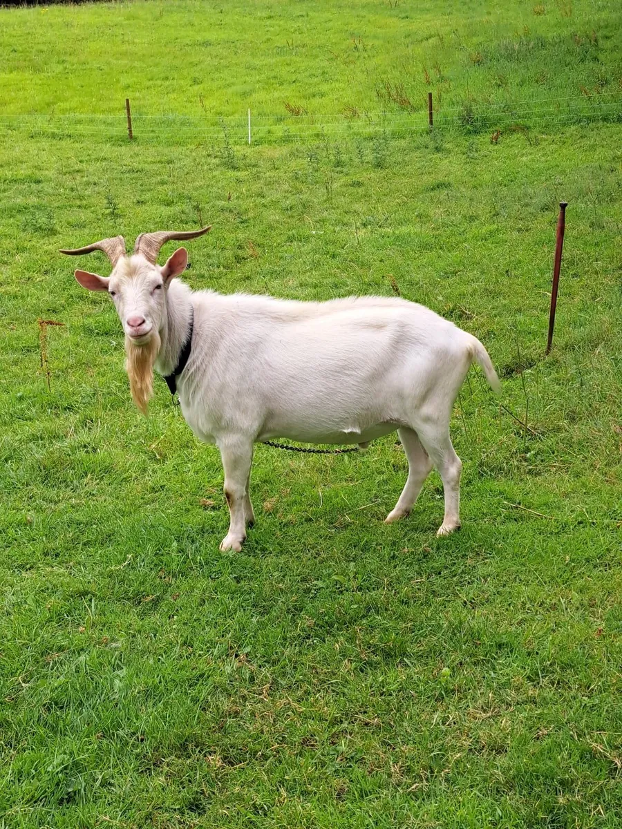 Saanen puck goat - Image 2