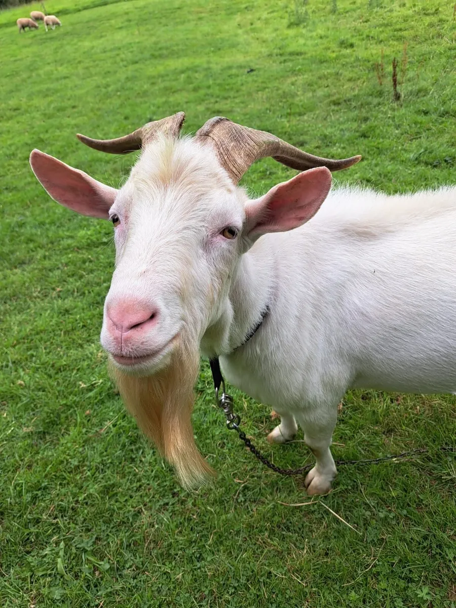Saanen puck goat - Image 3