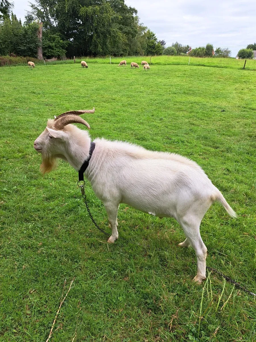 Saanen puck goat - Image 4
