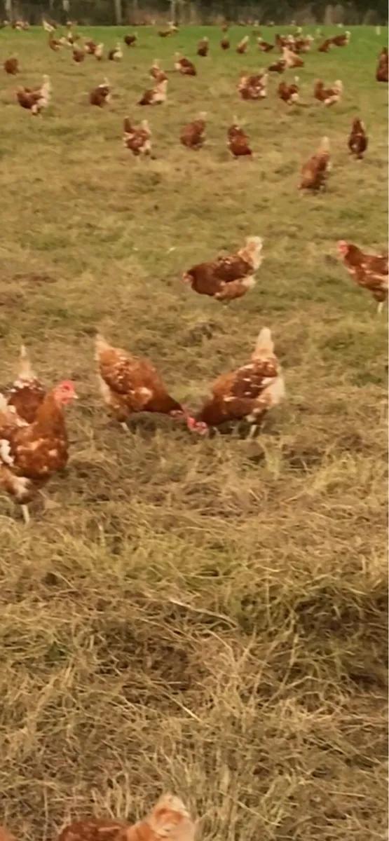 1 year old free range hens - Image 1