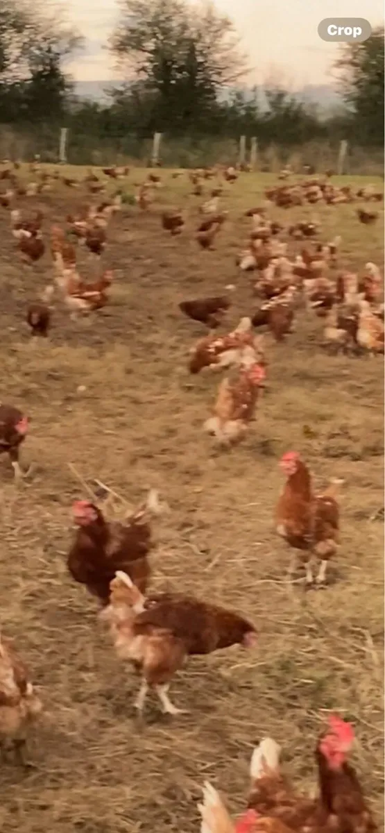 1 year old free range hens - Image 2