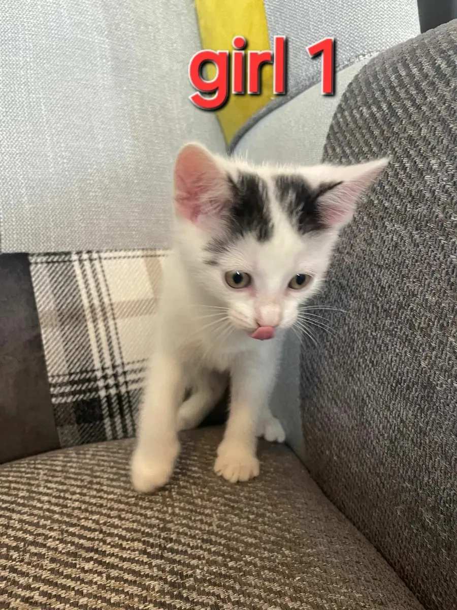 Kittens €50 each - Image 1