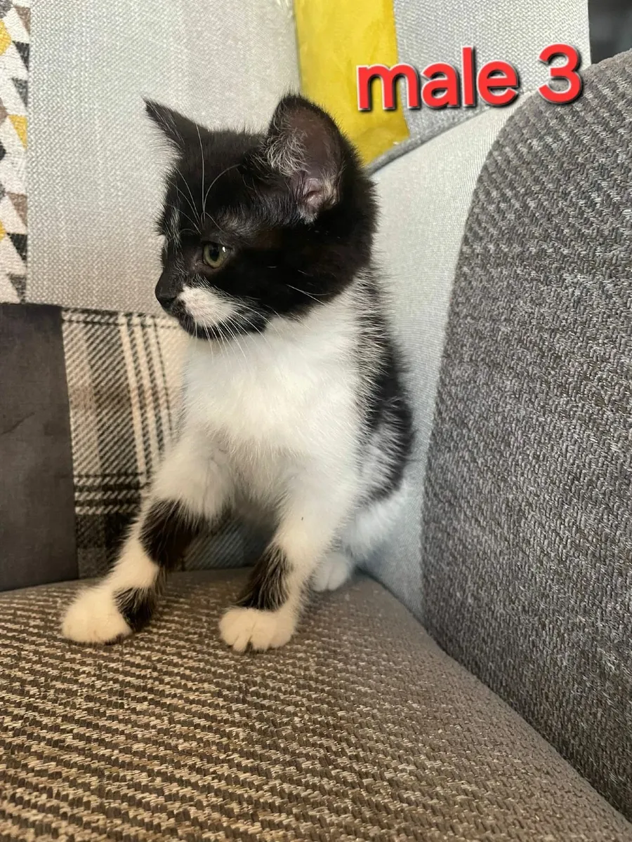 Kittens €50 each - Image 3