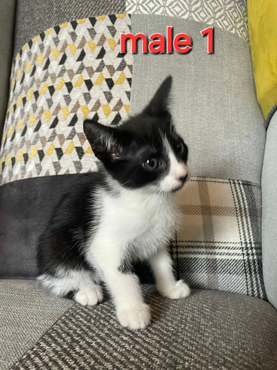 Kittens €50 each - Image 4