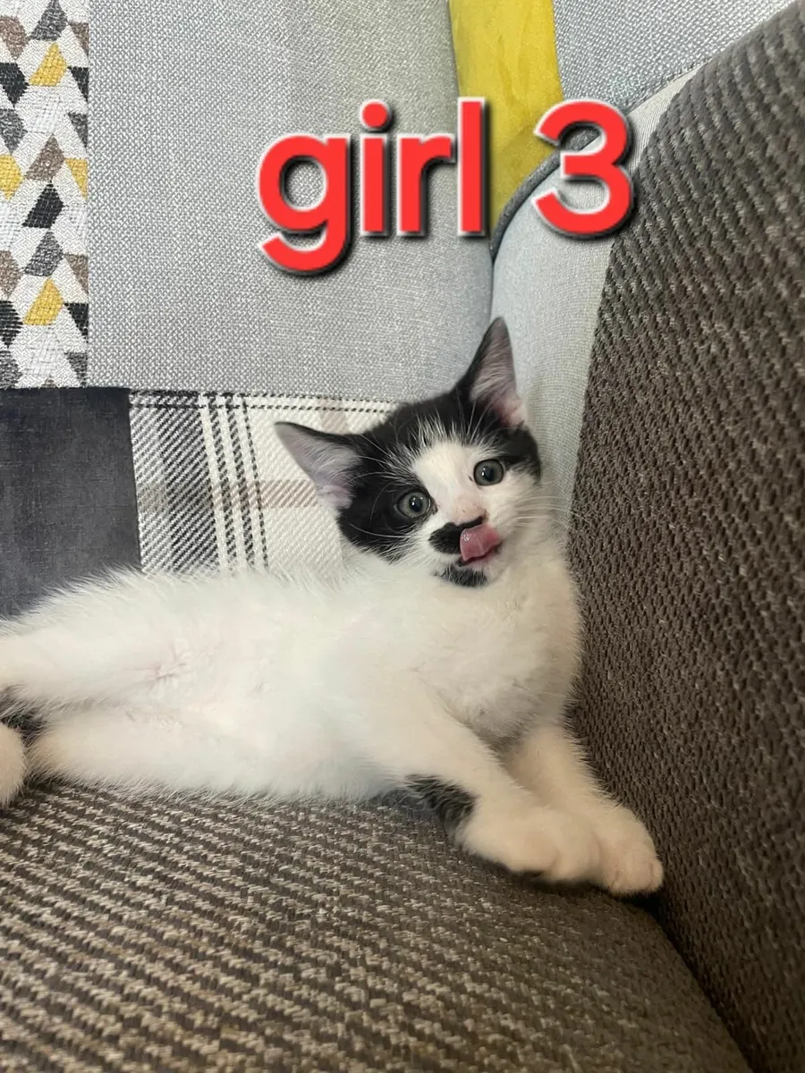 Kittens €50 each - Image 1