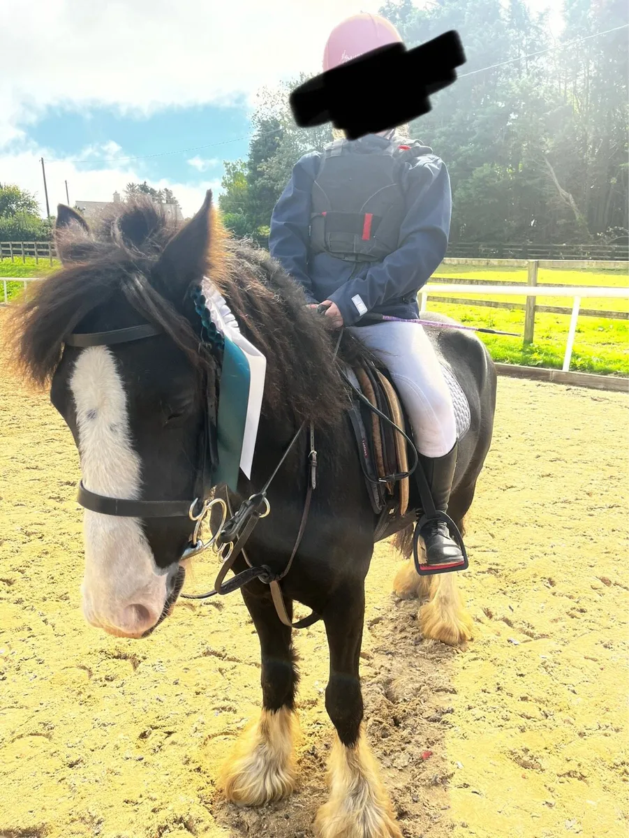 12hh pony - Image 1