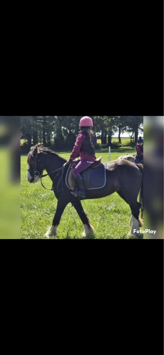 12hh pony - Image 3