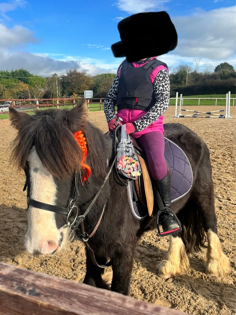 12hh pony - Image 4