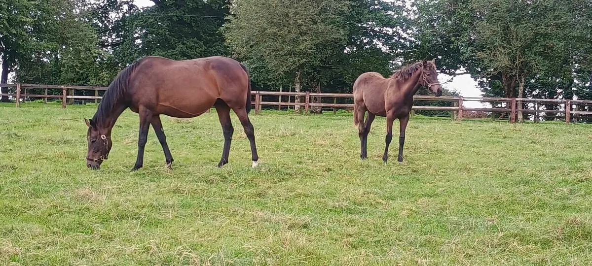 Mare & colt foal - Image 4