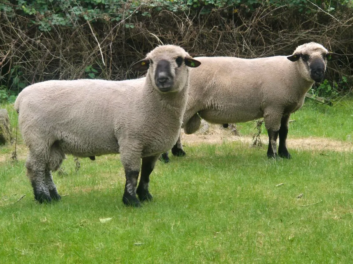 Pbr Hampshire Down - Image 1