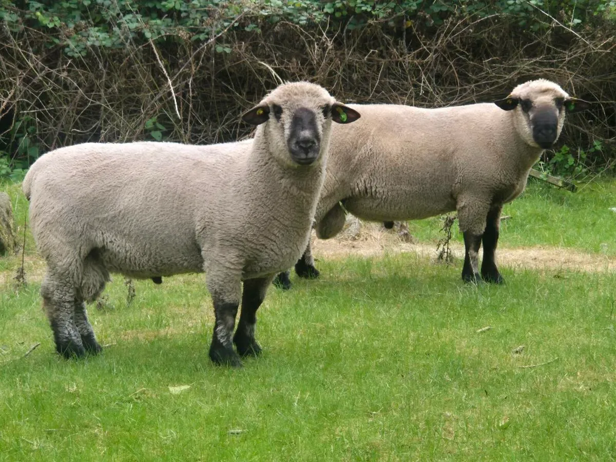 Pbr Hampshire Down - Image 2
