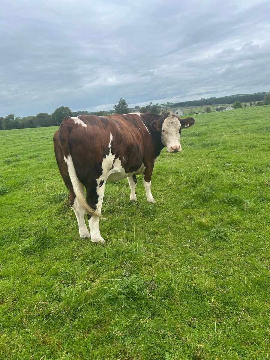 5 Herefords - Tuam Mart Mon 8th - Image 2
