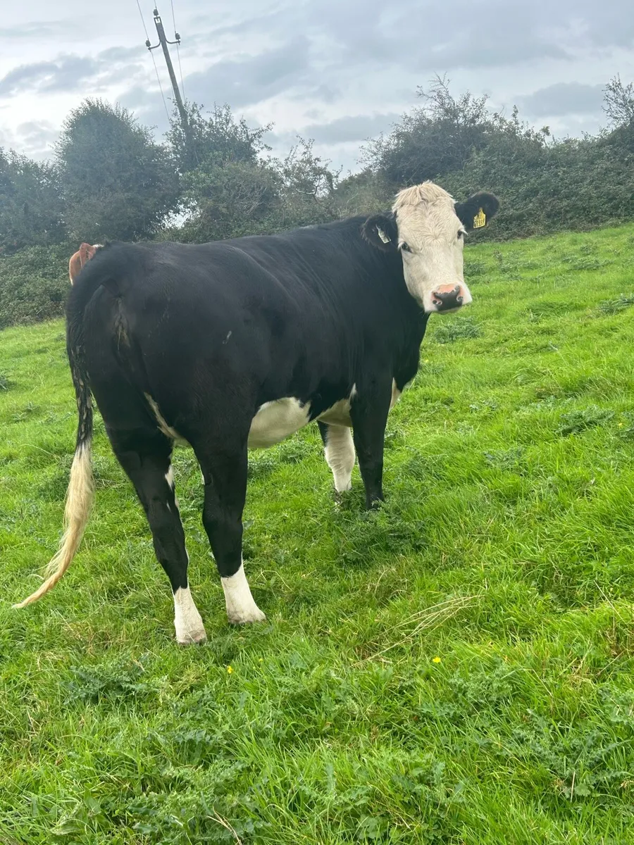 5 Herefords - Tuam Mart Mon 8th - Image 3