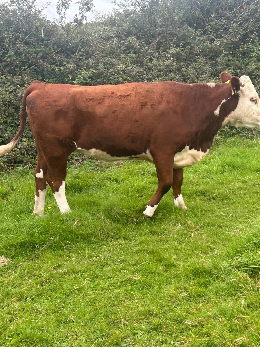 5 Herefords - Tuam Mart Mon 8th - Image 4