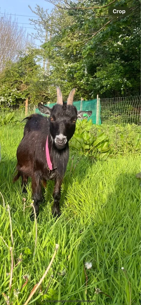 pygmy goat - Image 1