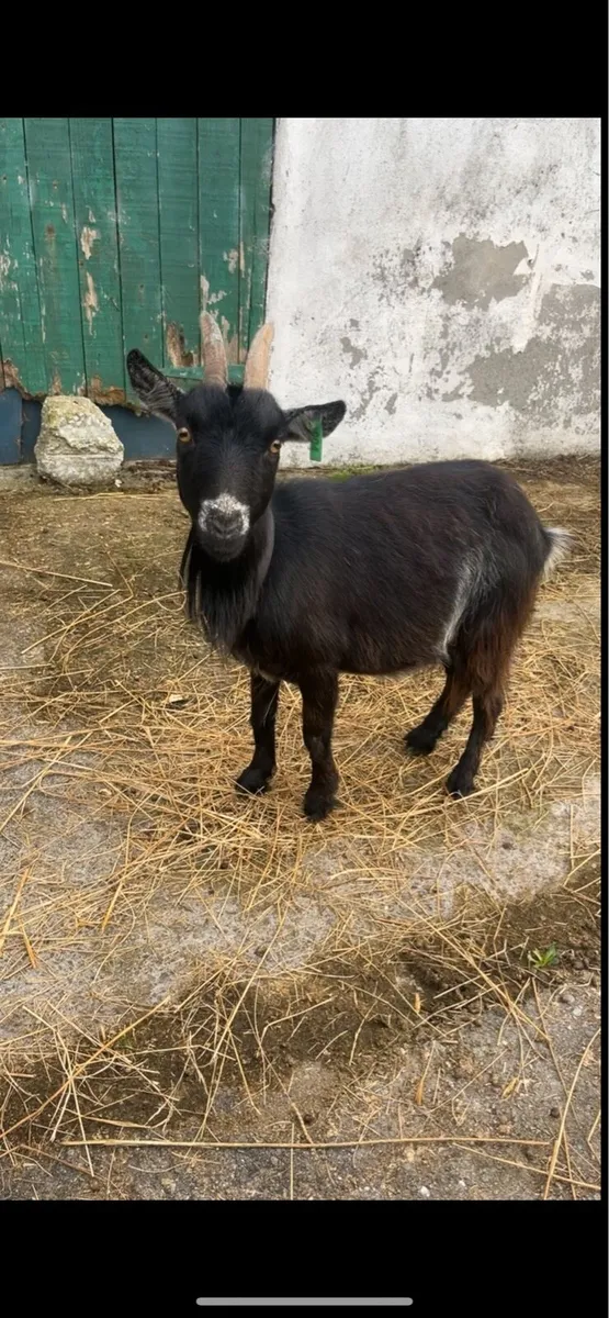 pygmy goat - Image 2