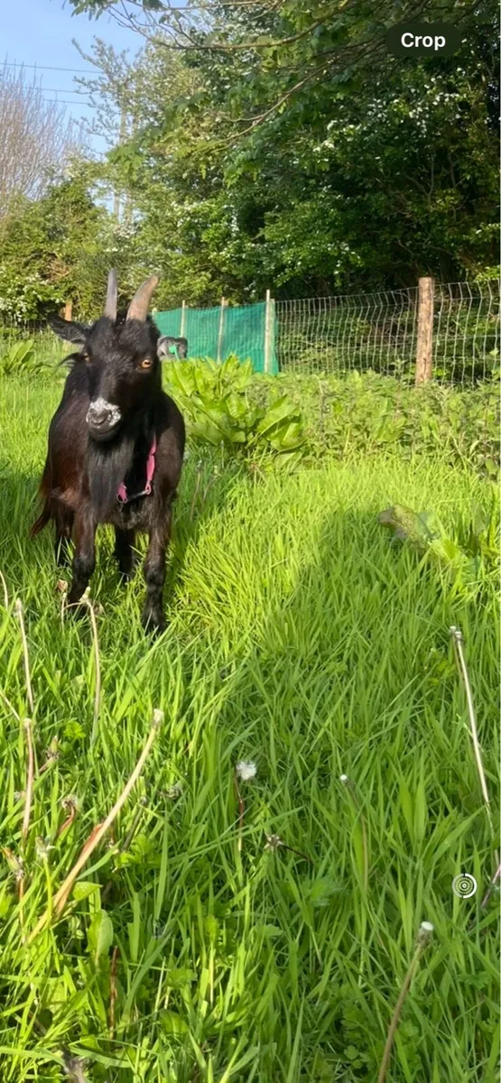 pygmy goat - Image 4
