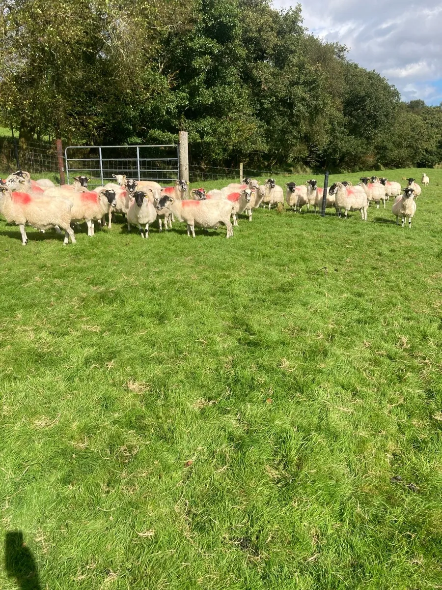 Scotch  and texel ewes - Image 2