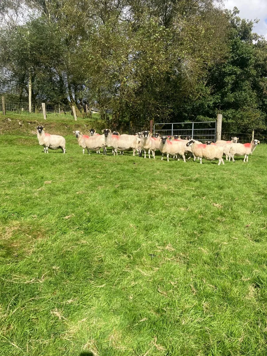 Scotch  and texel ewes - Image 3