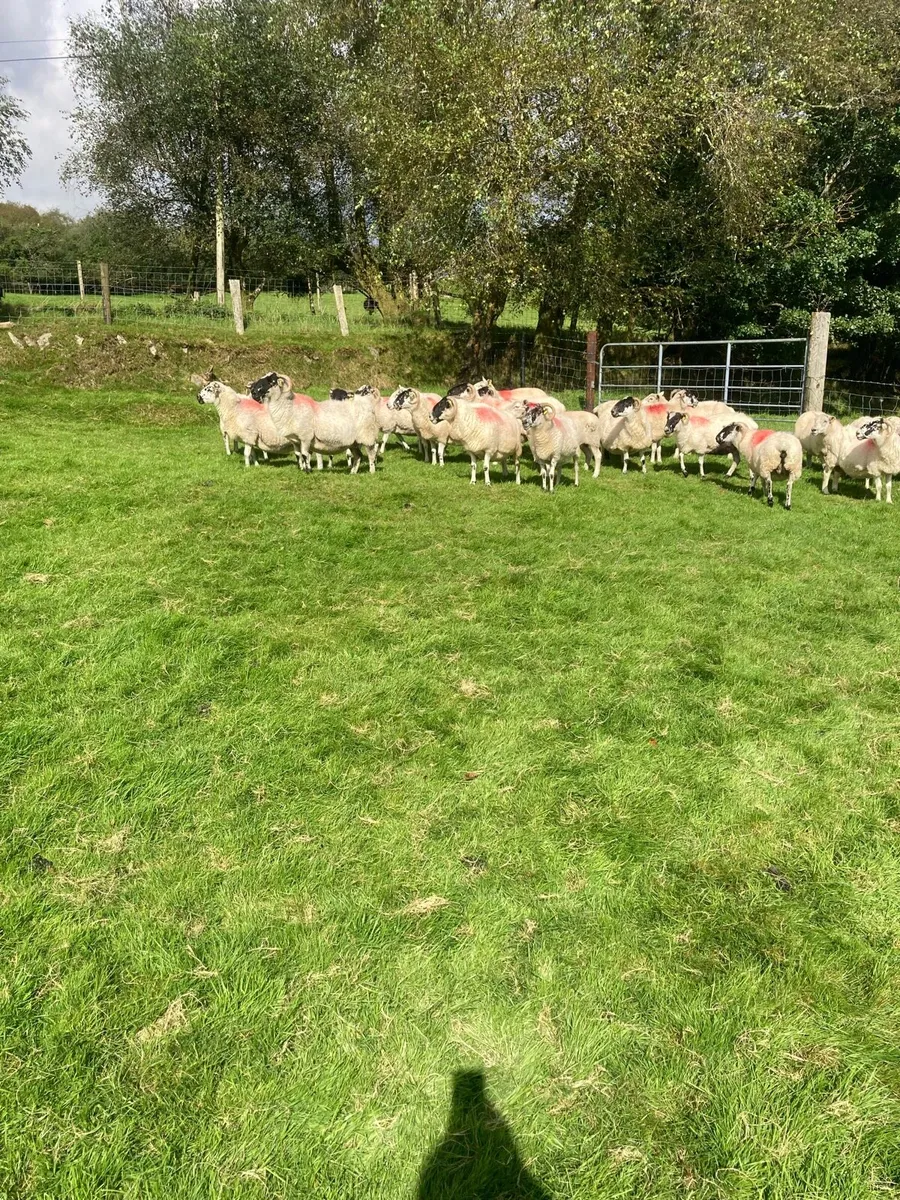 Scotch  and texel ewes - Image 4
