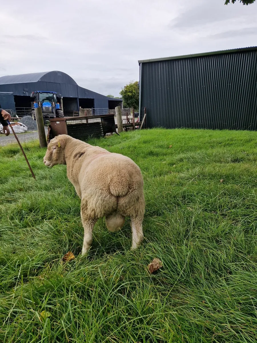 Dorset Ram - Image 2