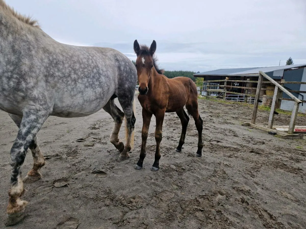 RID Draft Colt Foal - Image 2