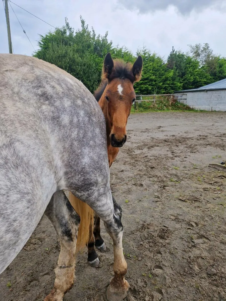 RID Draft Colt Foal - Image 3