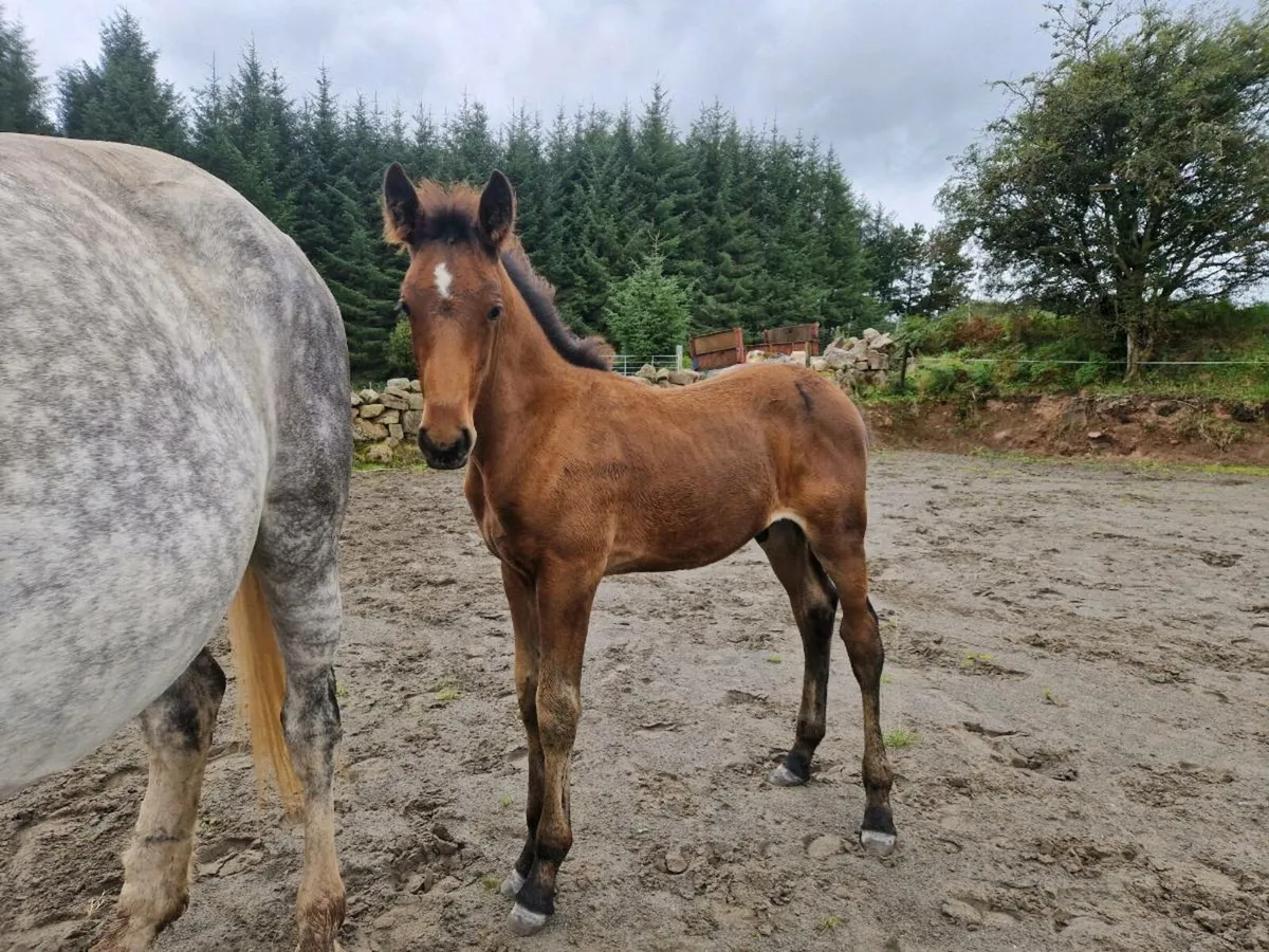 RID Draft Colt Foal - Image 1