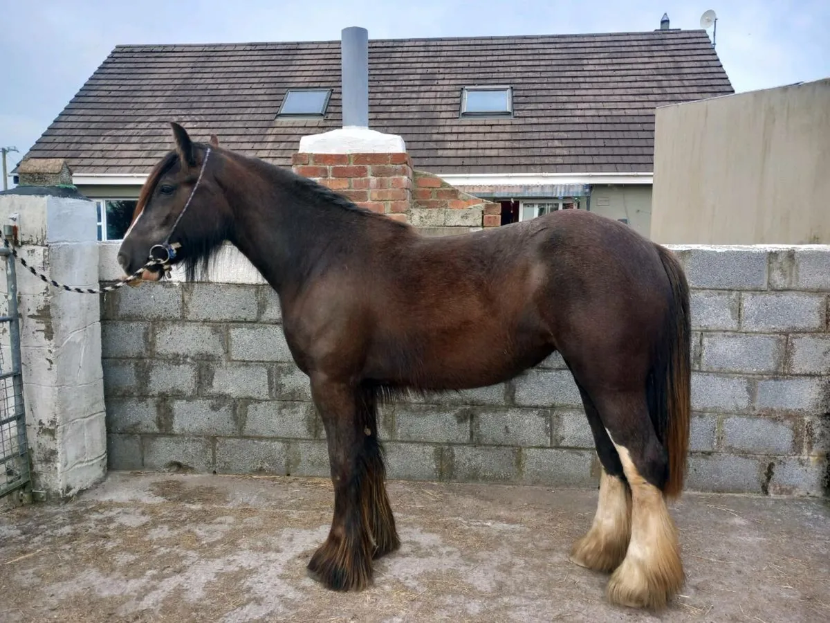 3yr old mare - Image 2