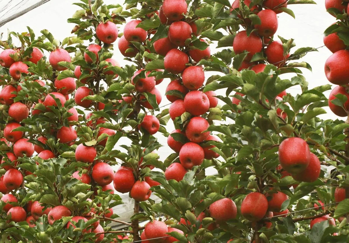 Apple Trees 28 euro buy 3 plus 1 free