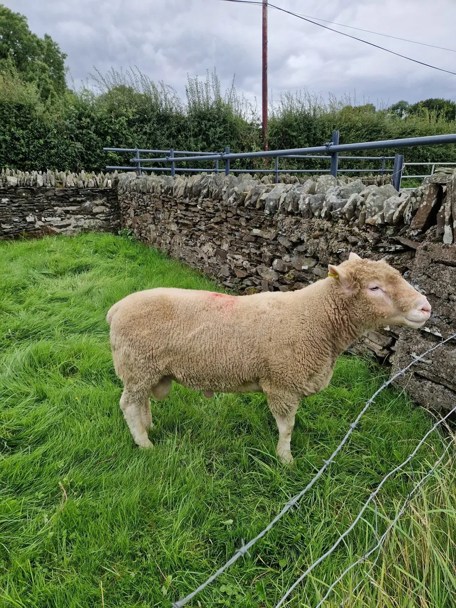 Dorset Ram - Image 1
